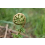 WildWoods: AGLOW – Fernbank Museum WildWoods: AGLOW – Fernbank Museum