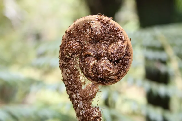 Discover Wonders at Fernbank: Your Adventure Awaits! Discover Wonders at Fernbank: Your Adventure Awaits!