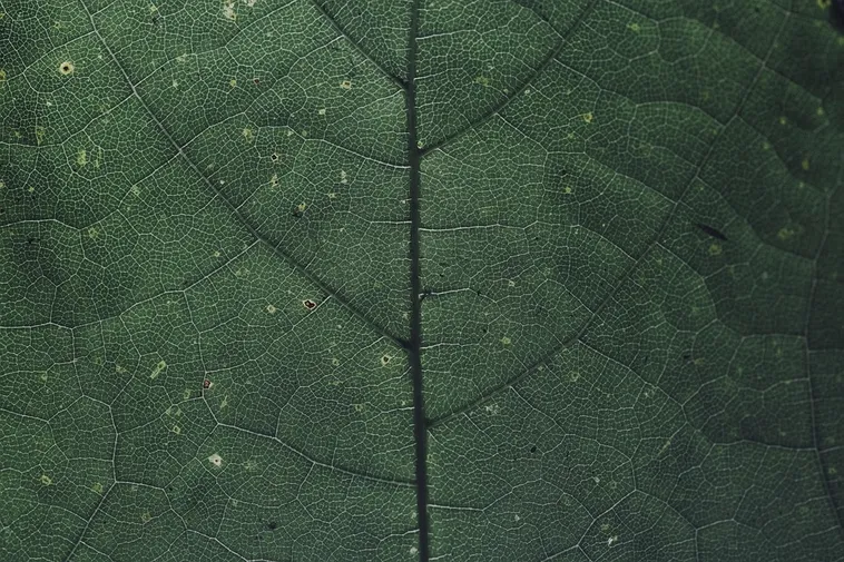 Guided Garden Tours – Atlanta Botanical Garden Guided Garden Tours – Atlanta Botanical Garden