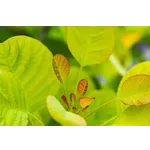 Explore the Garden: Drop-In Tours – Atlanta Botanical Garden Explore the Garden: Drop-In Tours – Atlanta Botanical Garden