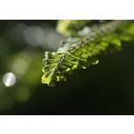 Discover the Wonders of Fernbank Forest at Fernbank Museum of Natural History! Discover the Wonders of Fernbank Forest at Fernbank Museum of Natural History!