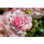 Frog Feeding Experience – Atlanta Botanical Garden Frog Feeding Experience – Atlanta Botanical Garden