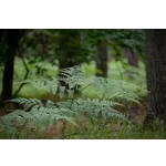 “Dive into Nature: Explore the Rain Garden at Fernbank Museum of Natural History!” “Dive into Nature: Explore the Rain Garden at Fernbank Museum of Natural History!”