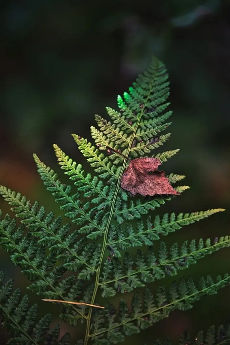 Adventure into the World of Insects – Fernbank Museum Adventure into the World of Insects – Fernbank Museum