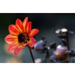 Nature’s Playtime: Engaging Activities for All Ages – Atlanta Botanical Garden Nature’s Playtime: Engaging Activities for All Ages – Atlanta Botanical Garden