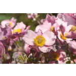 Enchanting Tales: Storybook Time – Atlanta Botanical Garden Enchanting Tales: Storybook Time – Atlanta Botanical Garden