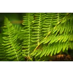 Wild Encounters: An Immersive Experience – Fernbank Museum Wild Encounters: An Immersive Experience – Fernbank Museum