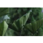 Guided Garden Exploration – Atlanta Botanical Garden Guided Garden Exploration – Atlanta Botanical Garden