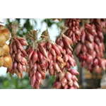 Craft Brews in Bloom – Atlanta Botanical Garden Craft Brews in Bloom – Atlanta Botanical Garden