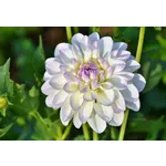 Exploring Nature: Drop-In Garden Tours – Atlanta Botanical Garden Exploring Nature: Drop-In Garden Tours – Atlanta Botanical Garden