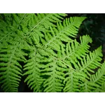 Explore the Wild: Meet a Ranger – Fernbank Museum Explore the Wild: Meet a Ranger – Fernbank Museum