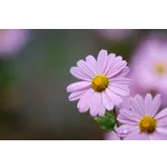 Enchanted Storybook Time – Atlanta Botanical Garden Enchanted Storybook Time – Atlanta Botanical Garden