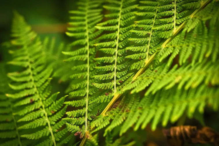 Wild Encounters: An Immersive Experience – Fernbank Museum Wild Encounters: An Immersive Experience – Fernbank Museum