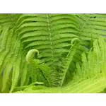 Discover the Wonders of Fernbank Forest at Fernbank Museum of Natural History! Discover the Wonders of Fernbank Forest at Fernbank Museum of Natural History!