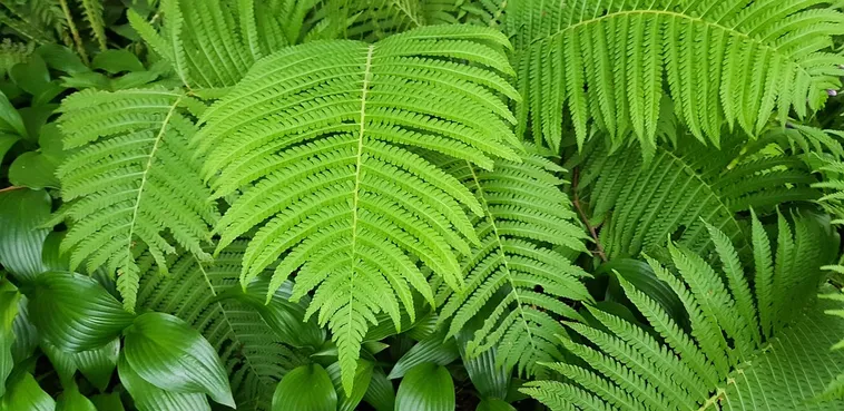 Discover the Wildflowers: Nature Walk – Fernbank Museum Discover the Wildflowers: Nature Walk – Fernbank Museum