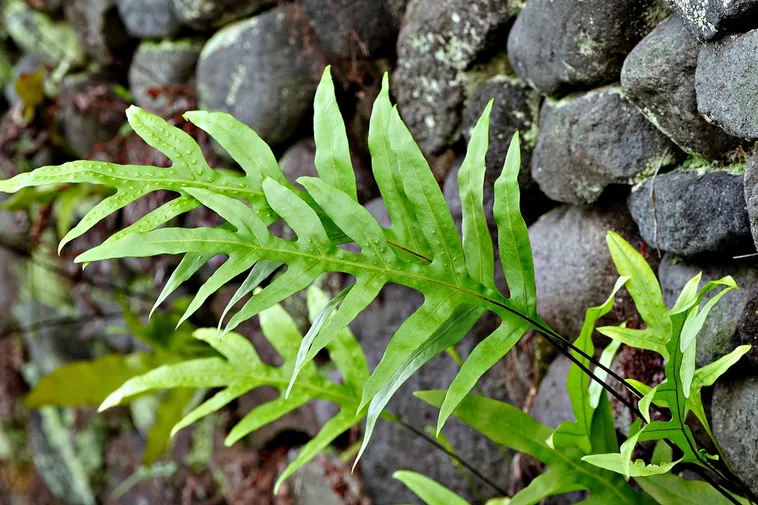 Chill Out at Planet Ice: An Enchanting Experience at Fernbank Museum! Chill Out at Planet Ice: An Enchanting Experience at Fernbank Museum!