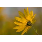 Frog Feeding Experience – Atlanta Botanical Garden Frog Feeding Experience – Atlanta Botanical Garden