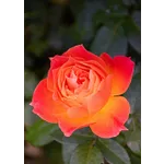 Orchid Elegance: Atlanta Orchid Society Show – Atlanta Botanical Garden Orchid Elegance: Atlanta Orchid Society Show – Atlanta Botanical Garden