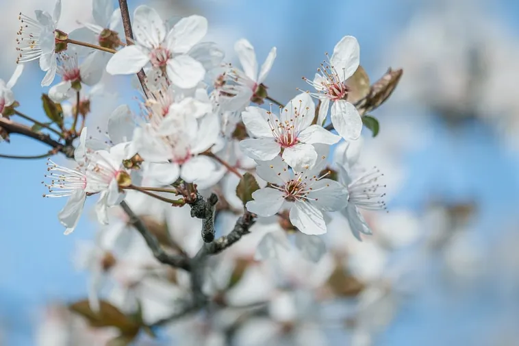 Garden Playtime Adventure – Atlanta Botanical Garden Garden Playtime Adventure – Atlanta Botanical Garden