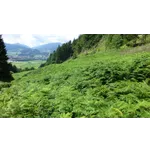 Explore the Wonders of Fernbank Forest at the Fernbank Museum of Natural History! Explore the Wonders of Fernbank Forest at the Fernbank Museum of Natural History!