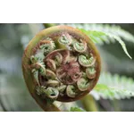 Bugs Bonanza: Explore the World of Insects – Fernbank Museum Bugs Bonanza: Explore the World of Insects – Fernbank Museum