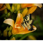 Explore the Beauty: Drop-In Garden Tours – Atlanta Botanical Garden Explore the Beauty: Drop-In Garden Tours – Atlanta Botanical Garden