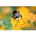 Kids Gardening Drop-In Activity – Atlanta Botanical Garden Kids Gardening Drop-In Activity – Atlanta Botanical Garden