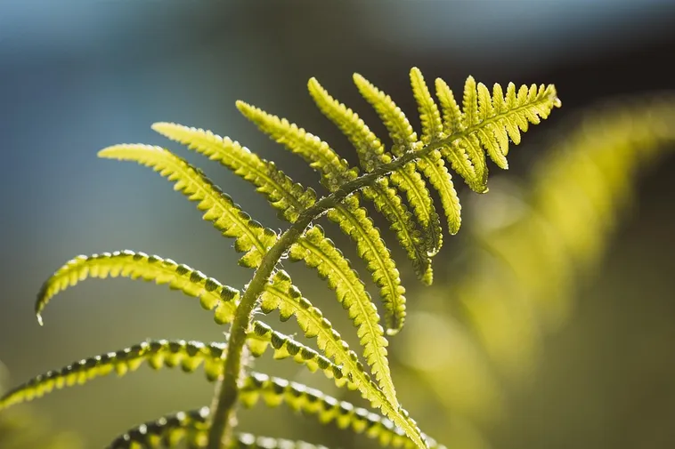 Exploring Excellence: Innovative Experiments at Fernbank Museum Exploring Excellence: Innovative Experiments at Fernbank Museum