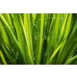 Explore the Beauty: Drop-In Garden Tours – Atlanta Botanical Garden Explore the Beauty: Drop-In Garden Tours – Atlanta Botanical Garden