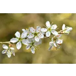 Explore the Beauty: Drop-In Garden Tours – Atlanta Botanical Garden Explore the Beauty: Drop-In Garden Tours – Atlanta Botanical Garden