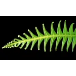 Discover the Wilderness: Meet a Ranger – Fernbank Museum Discover the Wilderness: Meet a Ranger – Fernbank Museum