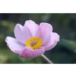 Exploring Nature: Drop-In Garden Tours – Atlanta Botanical Garden Exploring Nature: Drop-In Garden Tours – Atlanta Botanical Garden