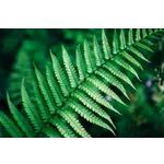 Discover Culture Through the Ages: Reflections at Fernbank Museum Discover Culture Through the Ages: Reflections at Fernbank Museum