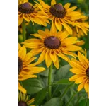 Frog Feeding Experience – Atlanta Botanical Garden Frog Feeding Experience – Atlanta Botanical Garden