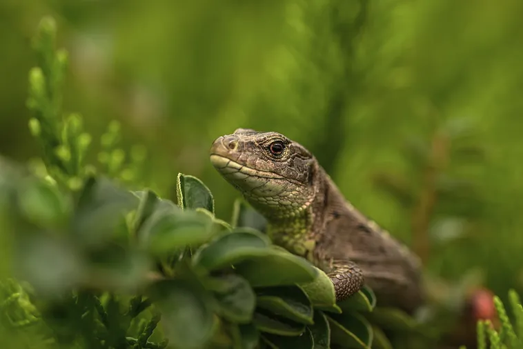 Discover the Beauty: Drop-In Garden Tours – Atlanta Botanical Garden Discover the Beauty: Drop-In Garden Tours – Atlanta Botanical Garden