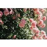 Discover the Gardens: Drop-In Tours – Atlanta Botanical Garden Discover the Gardens: Drop-In Tours – Atlanta Botanical Garden