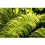Wildlife Explorations: Live Animal Encounter – Fernbank Museum Wildlife Explorations: Live Animal Encounter – Fernbank Museum