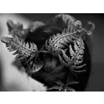 Morning Hikes: Nature Exploration – Fernbank Museum Morning Hikes: Nature Exploration – Fernbank Museum