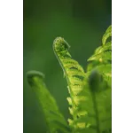 Insect Discovery Festival – Fernbank Museum Insect Discovery Festival – Fernbank Museum
