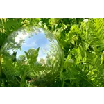 WildWoods: AGLOW – Fernbank Museum WildWoods: AGLOW – Fernbank Museum