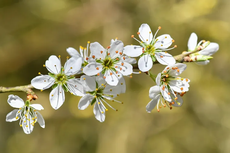 Explore the Beauty: Drop-In Garden Tours – Atlanta Botanical Garden Explore the Beauty: Drop-In Garden Tours – Atlanta Botanical Garden