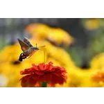 Experience Nature: Drop-In Garden Tours – Atlanta Botanical Garden Experience Nature: Drop-In Garden Tours – Atlanta Botanical Garden