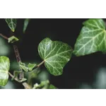 Crafting Elegance: A Haiku Workshop – Atlanta Botanical Garden Crafting Elegance: A Haiku Workshop – Atlanta Botanical Garden