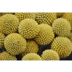 Engaging Conversations: Facebook Live Series – Atlanta Botanical Garden Engaging Conversations: Facebook Live Series – Atlanta Botanical Garden