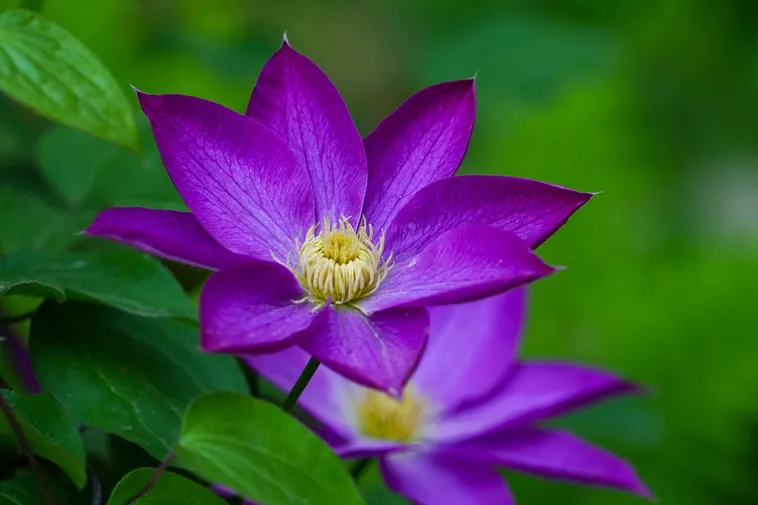 Garden Discovery Tours – Atlanta Botanical Garden Garden Discovery Tours – Atlanta Botanical Garden