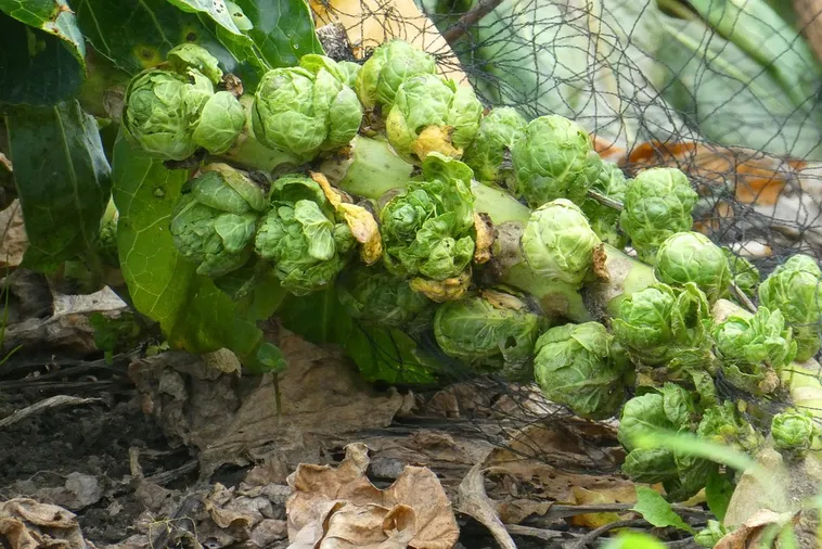 Mastering Figure Drawing: A Beginner’s Workshop – High Museum Mastering Figure Drawing: A Beginner’s Workshop – High Museum