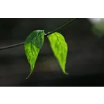 Explore the Gardens: Drop-In Tours – Atlanta Botanical Garden Explore the Gardens: Drop-In Tours – Atlanta Botanical Garden