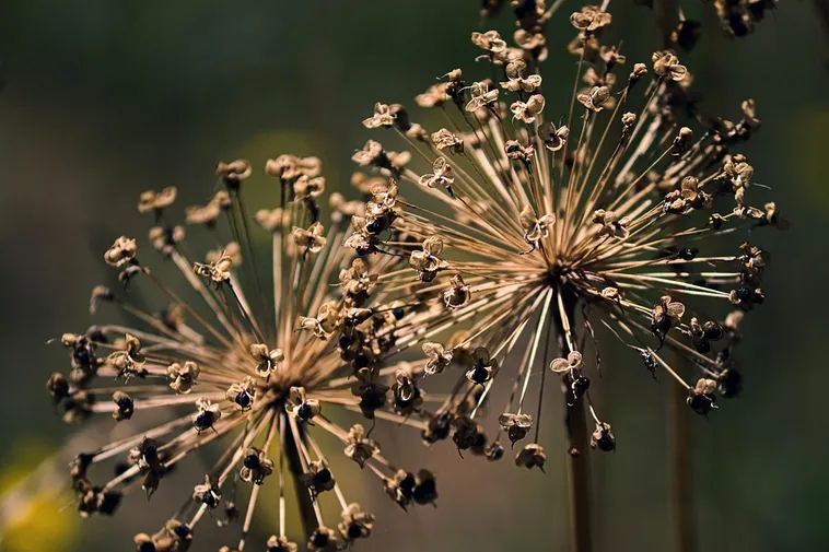 Exploring Nature: Drop-In Garden Tours – Atlanta Botanical Garden Exploring Nature: Drop-In Garden Tours – Atlanta Botanical Garden