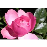 Enchanted Garden Soirée – Atlanta Botanical Garden Enchanted Garden Soirée – Atlanta Botanical Garden