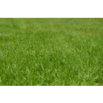 Explore the Beauty: Drop-In Garden Tours – Atlanta Botanical Garden Explore the Beauty: Drop-In Garden Tours – Atlanta Botanical Garden